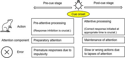 Prenatal Ethanol Exposure Leads to Attention Deficits in Both Male and Female Rats